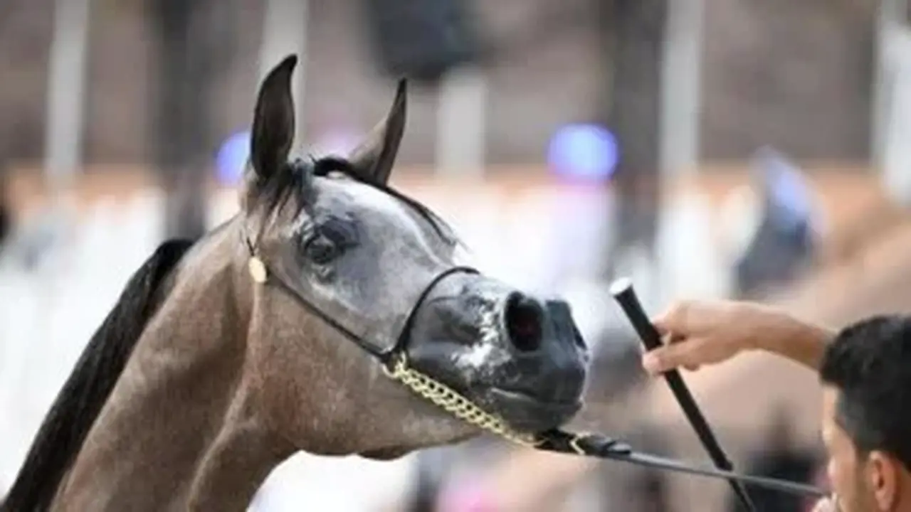 حائل تشهد إقبالًا متزايدًا على فعاليات سباقات ميدان الفروسية ويعزز النشاط الرياضي المحلي